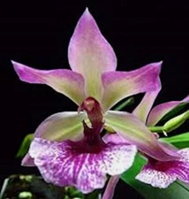 Zygonesia Cynosure 'Blue Bird' Live Orchid 1B30