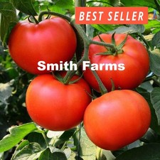 50 Seeds Homestead Tomato Hybrid Vegetable Garden Planting Tomatoe USA