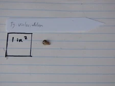 Typhonium violifolium - Seedling size tuber - FREE heat pack