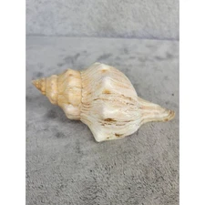 Conch Sea Shell Natural Beach Display Specimen Nautical Home Decor 5.5"