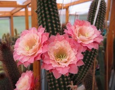 Trichocereus-Echinopsis-Hildewintera Roślnice