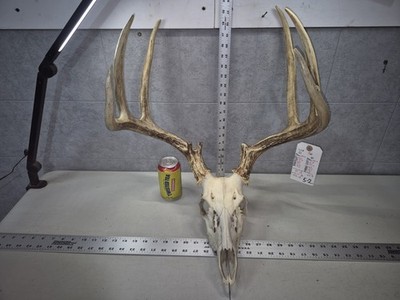 HUGE! Wild 10pt 146'' Whitetail Deer Skull European Decor Man Cave Taxidermy Buck