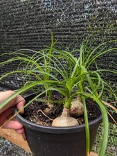 Set Of 3 Live Ponytail Palms Palm Plants Beaucarnea Recurvata Succulent Plant