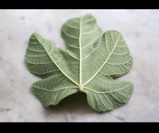 Hojas de Higo 4oz Dried Natural Tea Fig Leaves