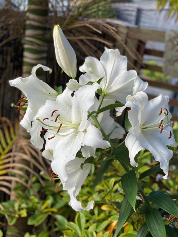 Riverdale White Asiatic Lily Bulbs for Planting - Unique Ruffled Leaves (3)  | eBay