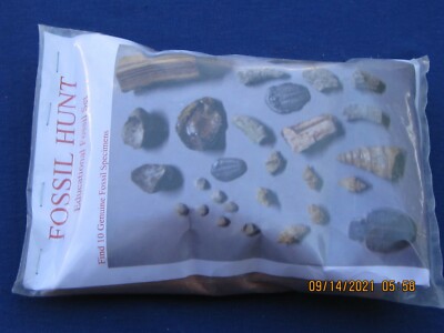 FOSSIL HUNT FIND 1O DIFFERENT SPECIMENS, TRILOBITE, GASTROPOD, HORN CORAL