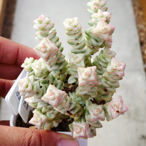 Exact Plant, Crassula Tom Thumb Variegated aka Pastel var., Mini Tower Succulent - Picture 7 of 17