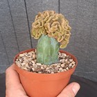 Foto 24 di 24