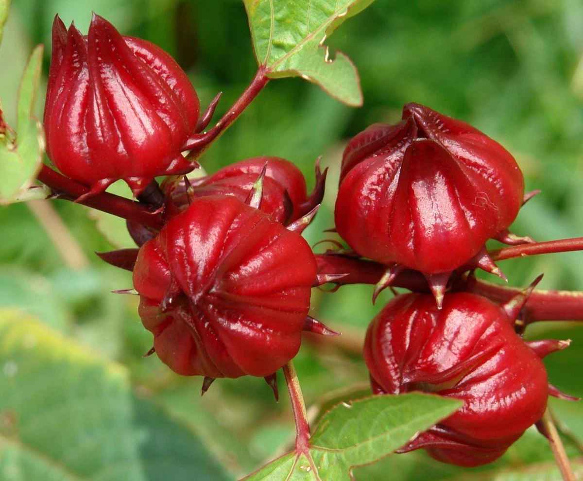 Guida alla Raccolta dei Semi di Ibisco | Actualizado febrero 2026