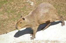 Capybara Taxidermy Reference Photo Cd