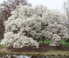 Magnolia  Kobus - Japanese Magnolia. THE BEST! Very flowery and fragrant. 5 seed
