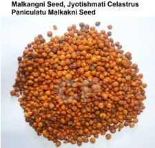 Malkangni Seed Jyotishmati Celastrus Paniculatu Malkakni Seed 1kg 35.27 OZ 