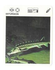 Fiche - Le livre de Paris - 1975 - Esturgeon