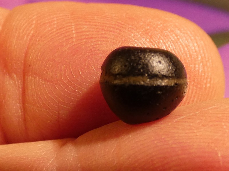 ANCIENT INDO BURMO EAST ASIA BANDED FAUX AGATE GLASS ROUND BEAD 8.7-7.8 MM