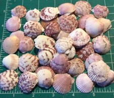 50 Free 1 Calico Scallop Hand Picked Washed Polished Seashells Buy 50 For 10