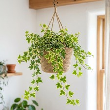 Gold Ivy Plant Live, Fast Growing Climbing Ivy, 4-7 Inch Tall, 4 Inch Pot
