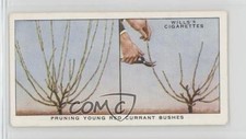 1938 Wills Garden Hints Tobacco Pruning Young Red Currant Bushes #35 1s8