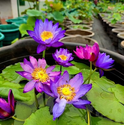 Nymphaea pubescens Purple 10 Samen - Tropische Seerose Wasserteichpflanze