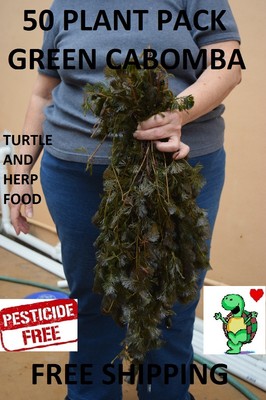 50 Cabomba stems live plants natural Turtle Herp food Organic no chemicals  