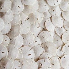 Small Natural White Sand Dollars 50 pcs - Wedding - Sea Shell Craft 1 1/4" to...
