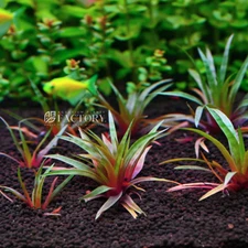 Eriocaulon Quinquangulare | Aquarium Plants Factory®