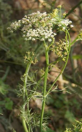 Carom (Ajwain) Seeds  Heirloom Organic Non-GMO 300+ Seeds | eBay