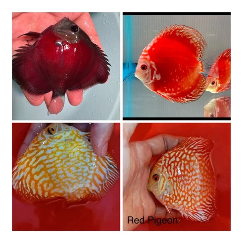 x1 Cobalt Green Discus 3.5 to 3.75 ” Live Fish Aquarium Overnight