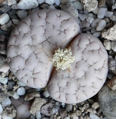 Lithops gracilidelineata subsp gracilidelineata var waldroniae C189A - - Stones - Picture 3 of 4