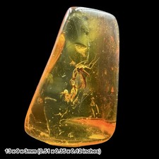 Fossil Amber Inclusion Sciaridae Collembola Baltic Eocene Insect Specimen