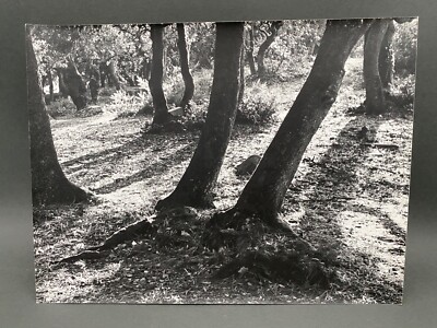 Bernard Darot Sous-bois 20th Century Film Photograph M1451