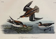 Audubon Hyperborean Phalarope Pl 340 Birds Of America 2nd Edition Royal Octavo