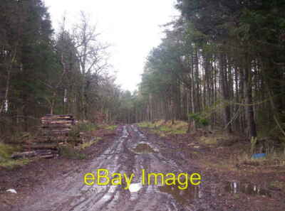 Foto 6x4 Holzfäller-Aktivität in Greenbottom Woods Mill von Kincardine c2006