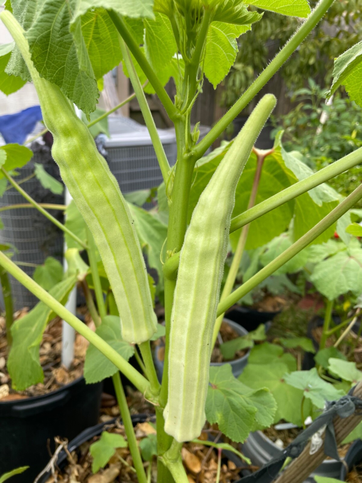 100+ Rare Louisiana Longhorn Okra Seeds Heirloom NonGMO Open Pollinated eBay