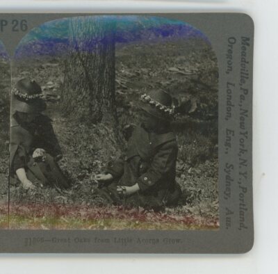 Great Oaks from Little Acorns Grow Children Genre Keystone Stereoview