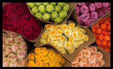 Long Stem Roses In Any Color Very Elegant Gift for Valentines Day 