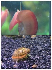 100 Bladder Ramshorn Snail Mix Approx 50 Each Type Clean Up Crew Feeder Snails