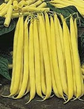Premium Top Notch Golden Stringless Yellow Wax Bean - Fresh Non-GMO Seeds