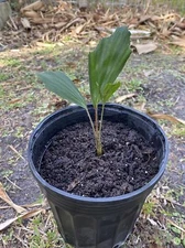 Arenga Engleri, Dwarf Sugar Palm, Formosa Palm, Cold Hardy Seedling  4-8" Tall