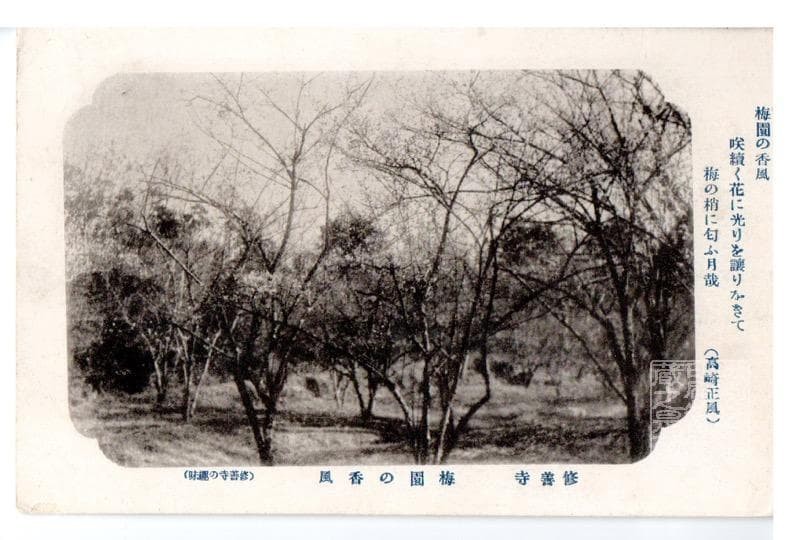 Shizuoka Pre-War Postcard Shuzenji Plum Garden Scenery Used with Hibiscus