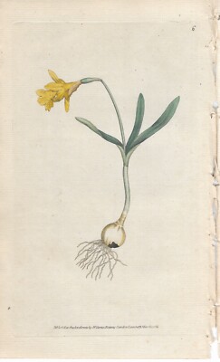 Narcissus Dwarf Easter Bell Blossom Botanical Magazine Curtis kol Copperplate 1787