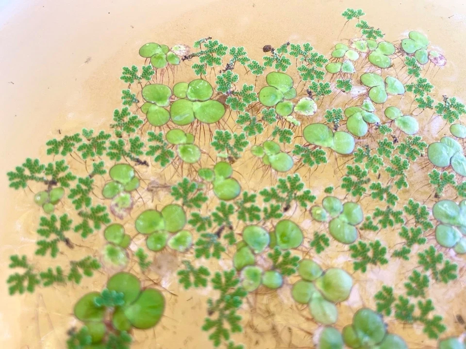 🧑🏻🌾🌿50 g Lentille d'eau & Azolla | Bocal 350 ml | 🐌 5 escargots OFFERTS 🎁 - Photo 2/4