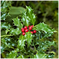 English Holly Ilex Aquifolium Alaska In 2L Pot