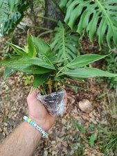 Dwarf Cavendish Banana Starter Plant