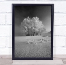 Winter Dunajec Poland Targ Snow Black & White Snowy Cold Trees Tree Frost Print