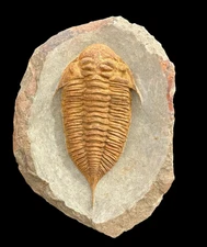 Amazing Mucronaspis Zagoraensis Trilobite Fossil – Authentic & Well-Preserved