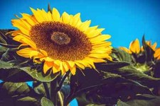 Girasol Gigante Semillas Rusas SEMILLAS DE GIRASOL Flor Jardín Girasoles individuales