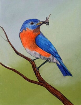 ORIGINAL BLUE BIRD pastel drawing 7x9.5 inches, bird on branch painting