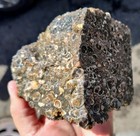rawk11: 2.55LB Turritella Fossil Agate Rough-Ancient Fossilized Snails-Wyoming! — photo 9