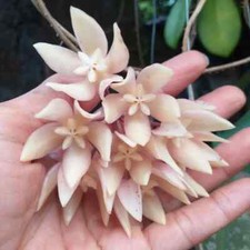 Hoya Undulata mit Pflanzengesundheitszertifikat / DHL Express