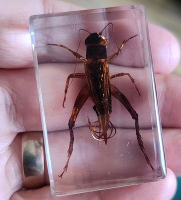 Echte Käfer Heuschrecke FELDGRILLE Insekt konserviert in Harz Tier Taxidermie 